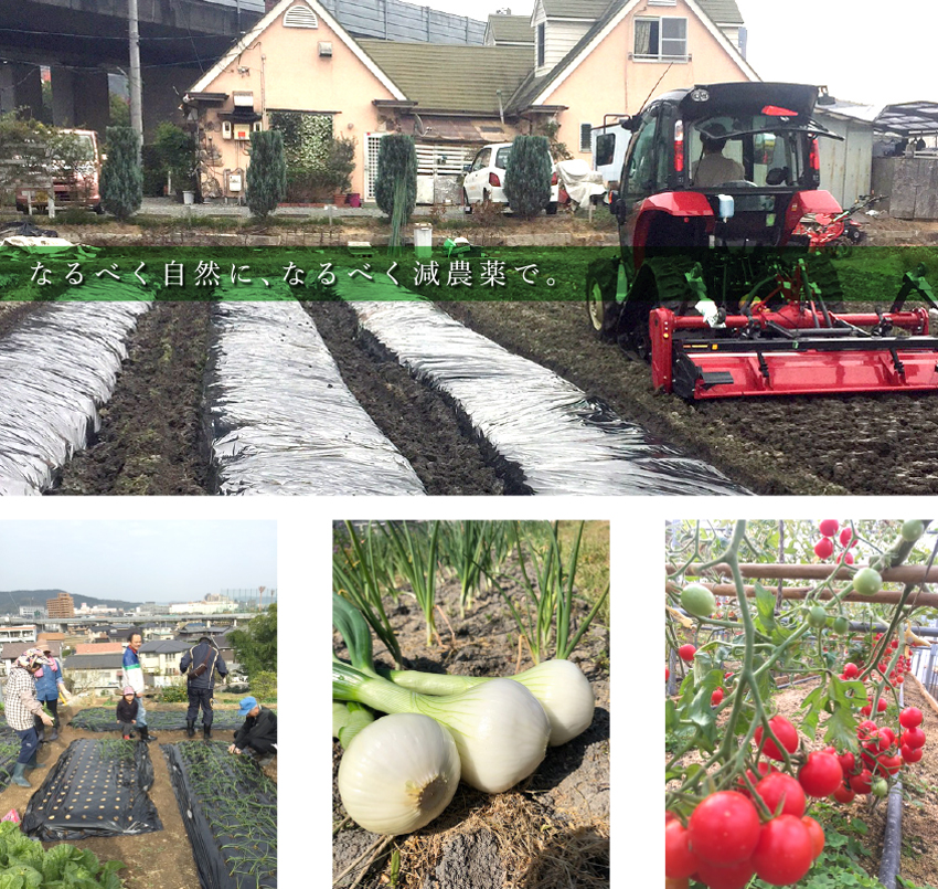 曲江春｜菜園でとれた新鮮な減農薬野菜たち｜なるべく自然に、なるべく減農薬で。